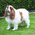 hexagonal wire mesh for Chicken Rabbit Protection